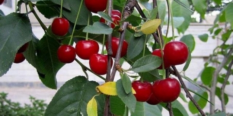 Kako posaditi trešnje u proleće u sibiru